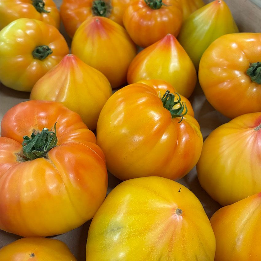 Tomate allongée jaune flamée