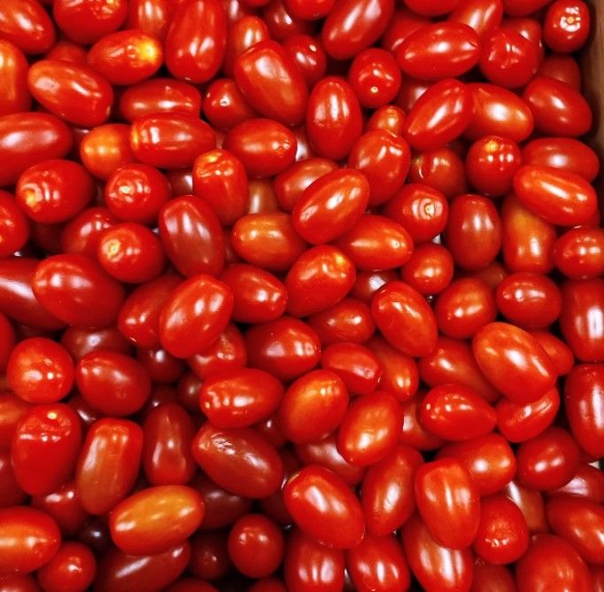 Tomate cerise rouge allongée