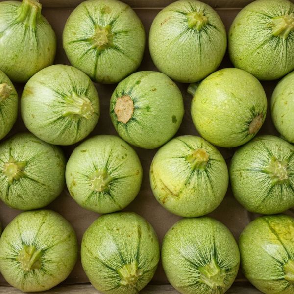 Courgette ronde de Nice