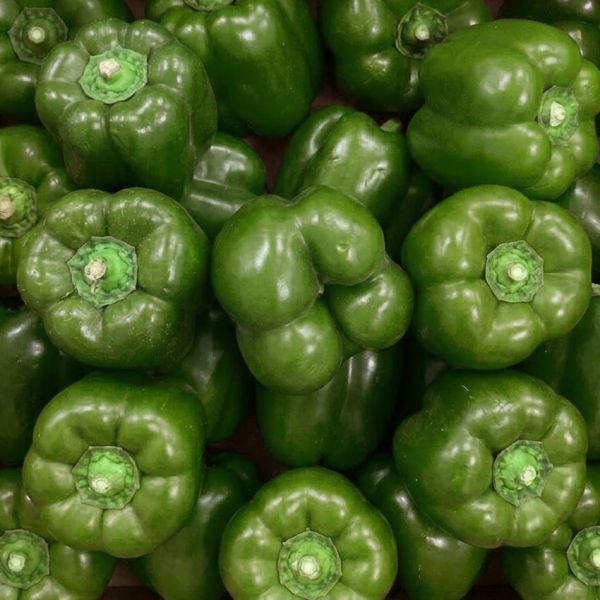 Poivron vert