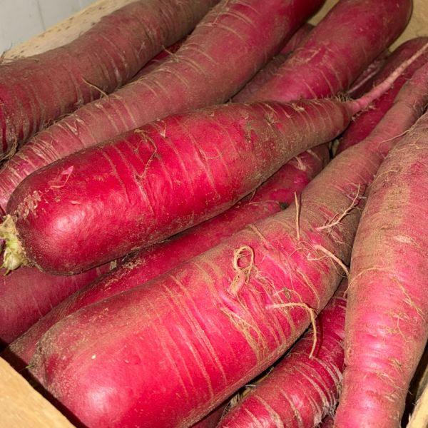 Radis rose de Chine