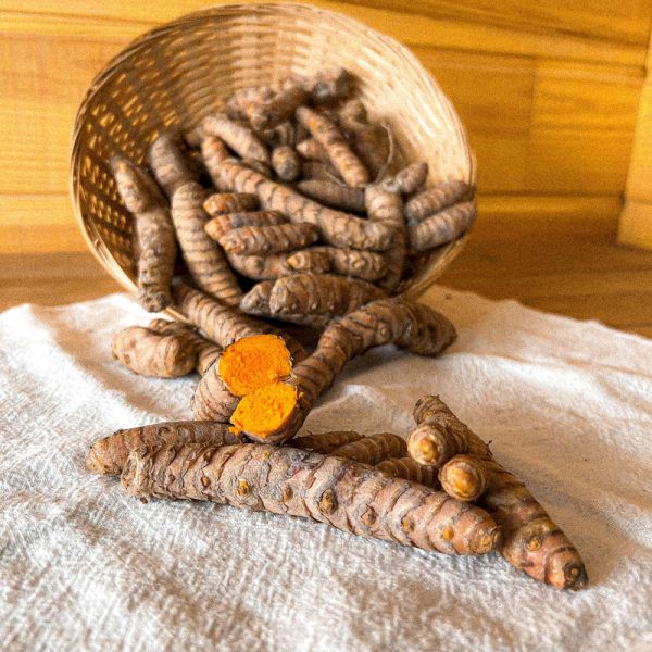 Curcuma du Pérou