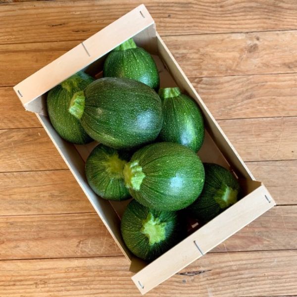 Courgette ronde verte