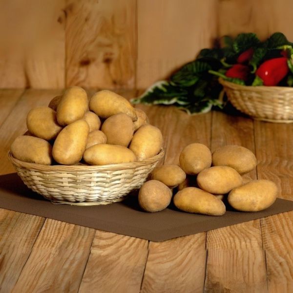 Pomme de terre Agria