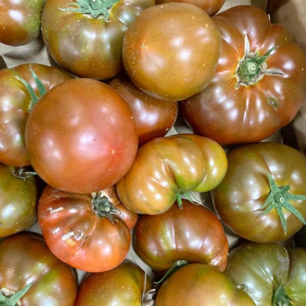 Tomate ronde Noire Kakao