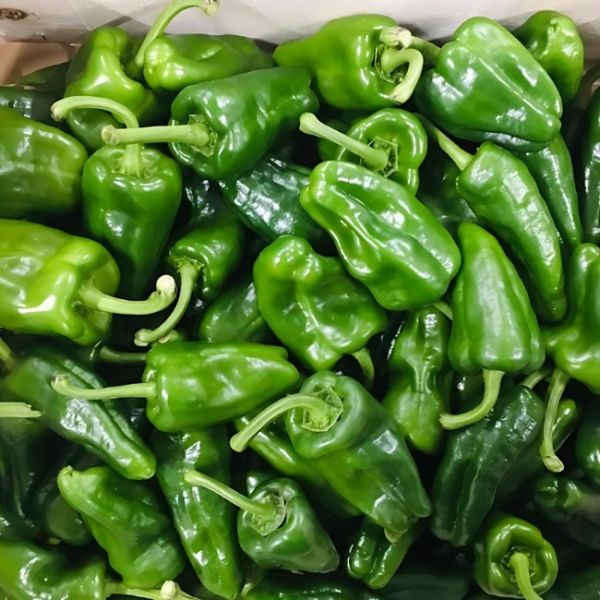 Poivron vert "Pimiento de Padron"